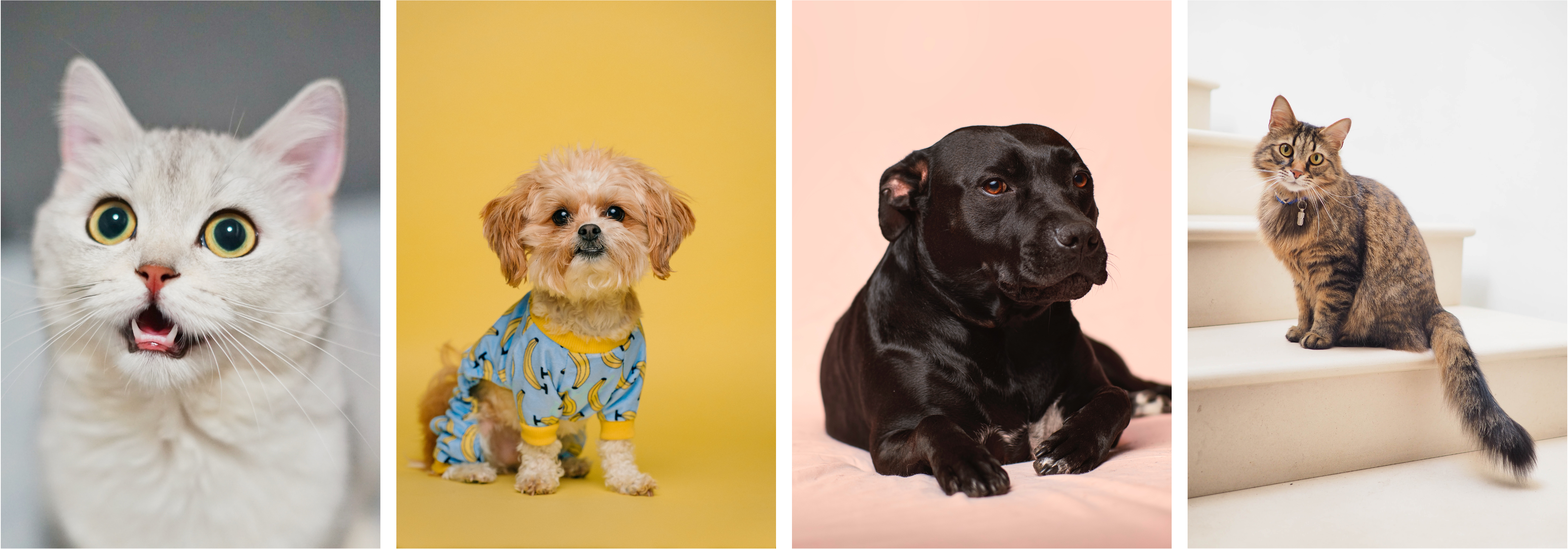 Cats and Dogs